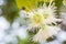 Flower of rose apple