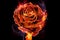 Flower rose in flames is on the black background. Happy Valentine`s Day.