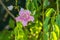 Flower rose flowered bignonia podranea ricasoliana plant