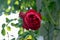 Flower of a rose in the Guldemondplantsoen in Boskoop of the type Camelot