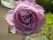 Flower of a rose in the Guldemondplantsoen in Boskoop of the type Rosa Novalis