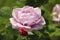 Flower of a rose in the Guldemondplantsoen in Boskoop of the type Rosa Novalis