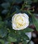 Flower of a rose in the Guldemondplantsoen in Boskoop of the type White Romanza