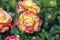 Flower of a rose in the Guldemondplantsoen Rosarium in Boskoop of the type Belles Rives