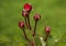 Flower of a rose in the Guldemondplantsoen Rosarium in Boskoop of the type Flora Colonia