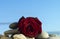 Flower rose lies with stone on background blue sky