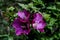 Flower of the Rose of Sharon - Hibiscus syriacus - in summer, Germany, Europe