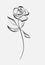 Flower Rose, sketch, painting. Hand drawing. White bud, petals, stem and leaves. Monochrome, Black and white illustration