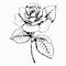 Flower Rose, sketch, painting. Hand drawing. White bud, petals, stem and leaves. Monochrome, Black and white illustration. Decorat