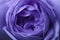 Flower Rose violet. Macro. View from above. Floral background.