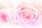 Flower roses background with soft pink color