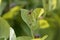 Flower of a round-leaved birthwort, Aristolochia rotunda