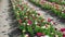 Flower rows and ground aisles on rural plantation in spring