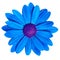 Flower royal blue purple daisy isolated on white background. Close-up.