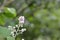 Flower of Rubus caesius with blackberries