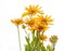 Flower rudbeckia isolated