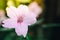 Flower (Ruellia, Dwarf Mexican Petunia Flower)