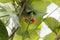 Flower of a runners bean Phaseolus coccineus