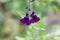 Flower of the sage Salvia x jamensis