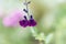 Flower of the sage Salvia x jamensis