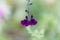 Flower of the sage Salvia x jamensis