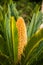 Flower of Sago Palm of Yellow Color