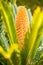 Flower of Sago Palm of Yellow Color