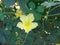 Flower of saint cajetan`s melon