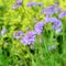 Flower Scabiosa