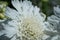 Flower of Scabiosa siamensis, selective focus, green leaf background