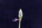 Flower of a scaredy cat plant, Coleus caninus
