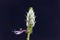 Flower of a scaredy cat plant, Coleus caninus