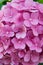 Flower scent. Hydrangea summer flower plant. Gardening and botany. Blossom of pink hydrangea close up. Gorgeous