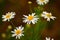 Flower of the scentless false mayweed