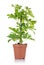 Flower schefflera in pot on white background.