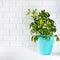 Flower schefflera in pot on white bricks wall background.