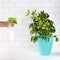 Flower schefflera in pot on white bricks wall background. Hand with spray, irrigation.