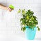 Flower schefflera in pot on white bricks wall background. Hand with spray, irrigation.