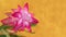 The flower schlumbergera is a close-up on a blurred yellow background