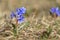 Flower of scilla bifolia closeup