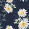 Flower seamless pattern. Field herbs daisy textile print decoration on vintage dark blue background.