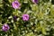 Flower of a seaside petunia, Calibrachoa parviflora