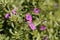 Flower of a seaside petunia, Calibrachoa parviflora