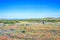 Flower season at West Coast National Park