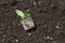 Flower Seedling