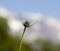 Flower seedlings. macro