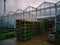 Flower seedlings on shelves near greenhouse for transportation