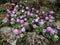 Flower serrulate primrose (Primula denticulata)