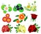 Flower set vector