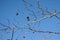 Flower of shade plane, platanus hispanica, with blue sky in horizontal